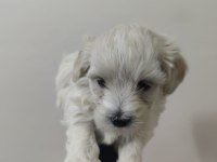 Sağlık ve ırk garantili maltipoo yavrular