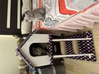 60 günlük SCR haskan british shorthair