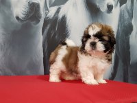 Shih Tzu Bebekleri Yeni Ailesine Gitmeye Hazır