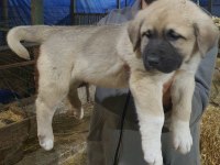 DEV GİBİ KÖPEKLER ARIYORSAN DOĞRU YERDESIN