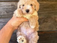 Çift renk özel kore maltipoo yavrular 