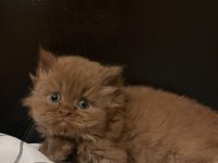 Cinnamon British Longhair
