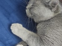 British shorthair biricik kizimiz sahiplendirilecektir
