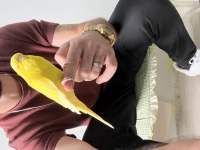 Ele Kola Alışık Uysal Dişi Muhabbet Kuşu
