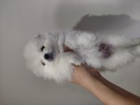 Pomeranian süt beyaz