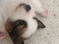 Shih Tzu Kırması Kucuk Irk Buyumeyen Yavru