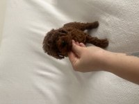 Erkek Red Brown Toy Poodle