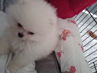 Pomeranian teacup erkek