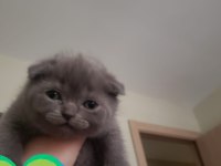 Safkan british ve scottish fold