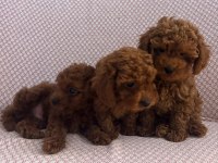Minik Kore Poodle