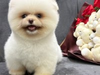 Orjinal Pomeranian Boo