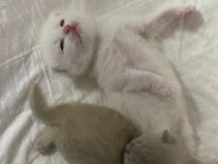 30 günlük scottish fold yavrular sütten kesilince