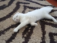 Scottish fold kedimize eş arıyoruz