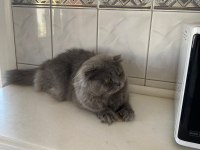 Sevimli British Kızlarımız