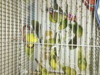 Yavru jumbo muhabbet kuşu