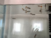 11 ADET YERLİ LEPİSTES UYGUN VERİLECEKTİR