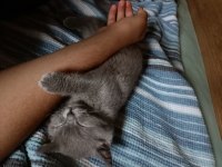 British shorthair 3 aylık yavru