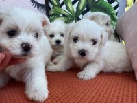 Kar Beyazı Terrier Yavrularımız