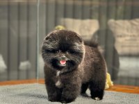 Nadir Renk, Oyuncu Yavru Pomeranian