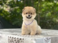 Güzel pomeranian çocuklar