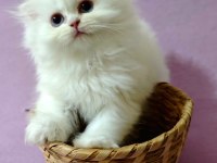 Scottish fold bebeklerimiz yuvalarını arıyor