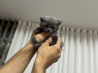 1 Mayıs doğumlu british shorthair bebekler