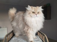 British Longhair Yetişkin Dişi