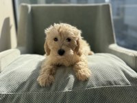 Safkan ırk garantili maltipoo bebek