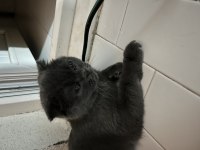 2 yaşında kısırlaştırılmış gri dişi scottish fold