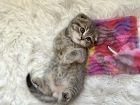 2 aylık Scottish fold yavrular