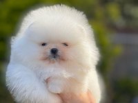 Pomeranian boo bebek yüz dişi yavrumuz