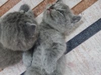 British ve scottish kedi