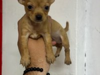Sıfır numara pinscher