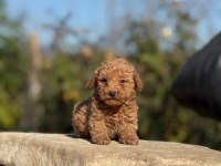 Güzeler güzeli Poodle bebekler