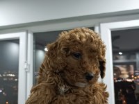 Toy poodle yavruları