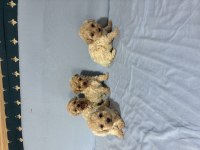 MALTİPOO KÖPEĞİMİZ