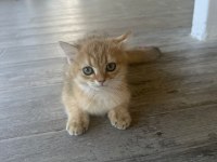Golden british shorthair safkan 3 aylık