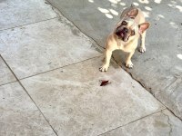 Köpeğimiz Mia hanım yeni yuvasını arıyor