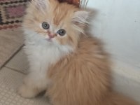 2 aylık safkan iran yavrularım yeni yuva arıyor