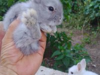 Sevimli safkan cüce tavşan yavruları