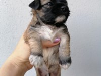 Çok sevimli mınnaklar maltipoo
