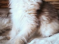 3 buçuk aylık dişi british longhair