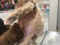 Apricot toy poodle erkek