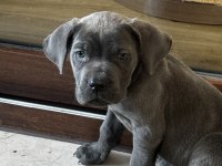 Blue Cane Corso Erkek 2 Aylık