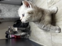 Scottish Fold Safkan