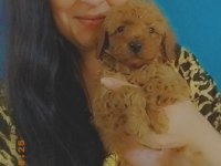 Toy Poodle Yavruları