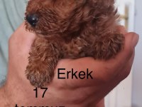 Toy poodle bebekler iki aylık