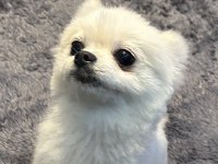 Pomeranian yavrumuza yuva arıyoruz