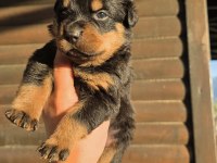 Rottweiler yavrular 6 adet