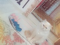 British shorthair beyaz